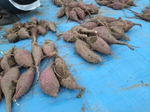 10/31(金)年長さんの芋掘り|愛知県愛西市 天王学園 天王幼稚園