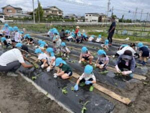 6/5(金)さつま芋の苗植え＆玉ねぎ収穫|愛知県愛西市 天王学園 天王幼稚園