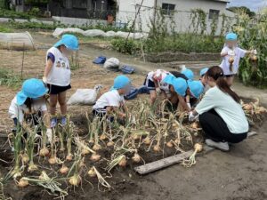 6/5(金)さつま芋の苗植え＆玉ねぎ収穫|愛知県愛西市 天王学園 天王幼稚園